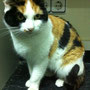 13-2013 Bastet