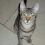 98-2013 Tiger