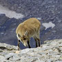 Goat on 3'440meters, Sierra Nevada