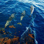 Dolphins in front of the boat