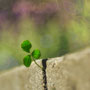 Clover