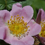Rosa elliptica - 
