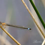 Kleinlibelle Weser Mai 2016