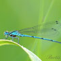 Blaue Azurjungfer Mai 2015