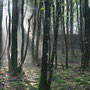 Forêt de Montgoget (37).