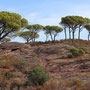 Plaine des Maures (Var).