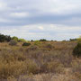 Garrigue de Lançon-Provence (Bouches-du-Rhône).