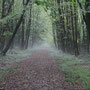 Forêt de Montgoget (37).