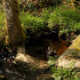 Ruisseau forestier de la Réserve Naturelle Régionale de Locarn en Bretagne.