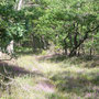 Forêt tourangelle.