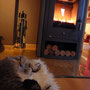 Februar 2011 - Katze müsste man sein ... (Katze meiner Schwägerin)