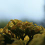 20. September (canon)