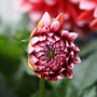 6. Juni - im Garten (canon)