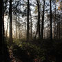 13. November (canon)