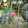 12. Juni, im Garten meiner Tante