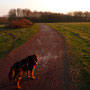31. Januar 2012 - "Frauchen hör auf zu knipsen - will weiter" (Lumix)