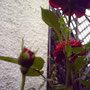 im heimischen Garten