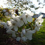 21. April 2012 (Lumix)