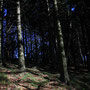 16. Oktober - mir gefällt das Blau hinter den Bäumen (canon)