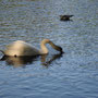 Schwan / Schwanenteich Norden 