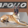 Apollo