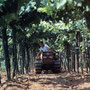 Fiatagri 60-75 Raupentraktor (Quelle: CNH)