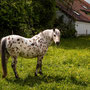 20/53 kleiner Onkel
