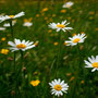 22/53 Margeriten
