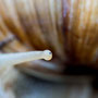 Auge in Auge mit der Schnecke