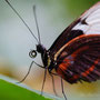Mit Wassertropf balancieren im Papiliorama Kerzers