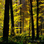 Im Röseliwald