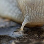 Weinbergschnecke