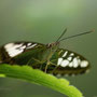 Papiliorama Kerzers
