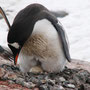 Brütender Gentoo-Pinguin