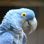Hyazinth-Macaw