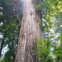 Die Redwoods, Californien