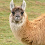 "Como se llama?" - "Llama" (auf deutsch: Lama)