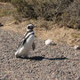 In der Pinguin-Kolonie bei Punta Tombo 