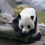 San Diego, Zoo: Der stolze Panda-Bären-Papa