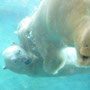 San Diego, Zoo: Eisbären beim Spielen im 10 Grad kalten Wasser :-)