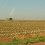 Baumwoll-Felder nach der Ernte