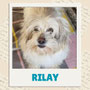 Rilay