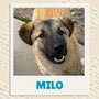 Milo