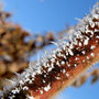 Essigbaum