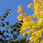 goldener Herbst