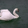 Schwan im Regen