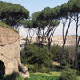 vom Palatin aus sieht man rechts im Hintergrund das Kolosseum, es wurde als Flavisches Amphietheater 72-80 n.Chr. unter Vespasian und seinen Sohn Titus errichtet und fasste 50.000 Besucher.