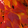 flammend
