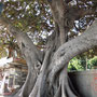 Un ficus