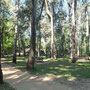 Parc d'eucalytus